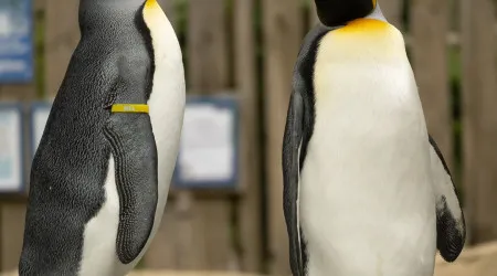 Zoo descobre que pinguim que era fêmea afinal... é um macho