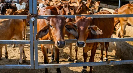 Estado indiano proibiu o consumo de carne de vaca em locais públicos