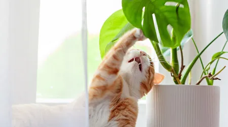 Oito plantas que podem ser tóxicas para os gatos, avisa veterinária