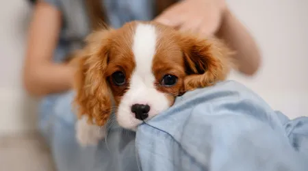 As razões que estão a fazer com que seu cão esteja a perder peso