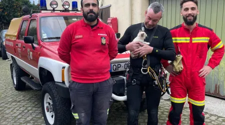 Bombeiros resgatam gato bebé de dentro de um poço em Oliveira do Hospital