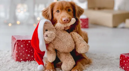 Como cuidar dos animais de estimação durante o Natal