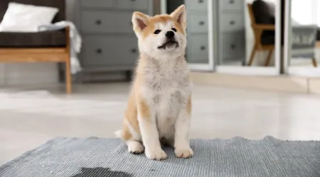 Novo 'presente' do seu cão no tapete? Eis como acabar com o mau odor