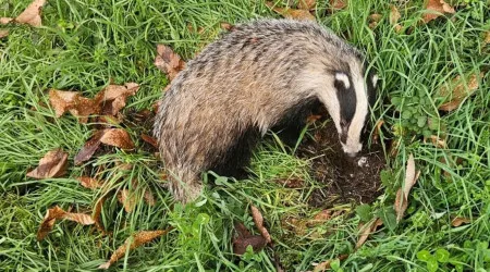 GNR resgata "texugo debilitado" em Bragança