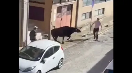 Vaca gera caos em Celorico e Mondim de Basto durante 3h. As imagens