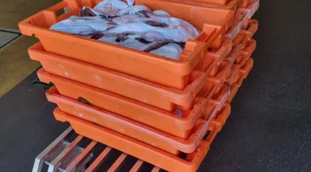 Lagoa. Cerca de 235 kg de tamboril apreendidos no porto de Pesca do Arade