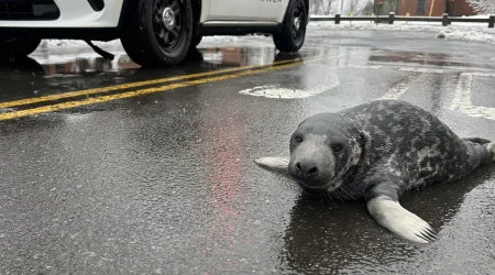 "Nova aquisição do departamento". Foca encontrada nas ruas de Connecticut