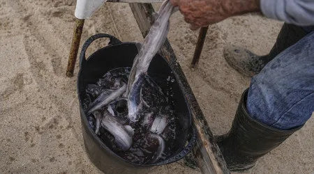 ONG marinhas defendem mais apoios a pesca tradicional e de baixo impacto