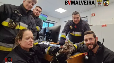 Bombeiros resgatam coruja em "salvamento animal incomum" na Malveira