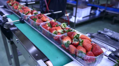Principal produção nacional de morangos em risco devido ao mau tempo