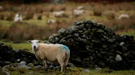 Primeiro caso de gripe das aves numa ovelha detetado em Inglaterra
