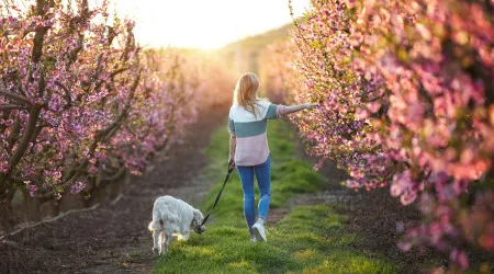 Primavera 'esconde' perigo para os cães. Cuidado com esta flor tóxica