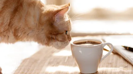 Pare de dar estas bebidas ao seu gato (podem trazer problemas)