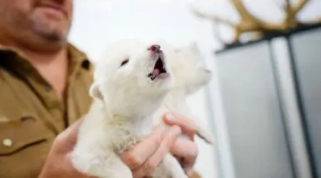 Vídeo mostra Rómulo e Remo a uivar. Os famosos (e novos) lobos-terríveis