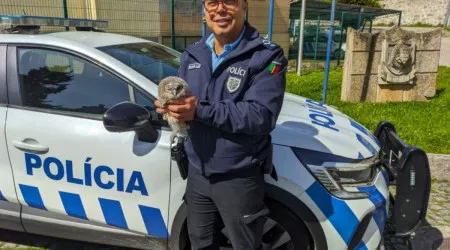 Agentes da PSP resgatam coruja bebé em escola de Lamego