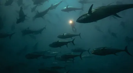 Operadores exigem igualdade nas licenças para a pesca desportiva de atum