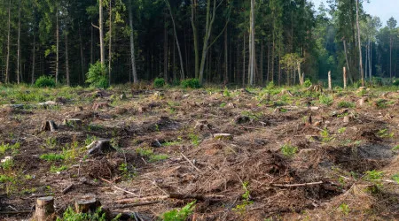 Programa Floresta Ativa financia limpeza e gestão de terrenos florestais