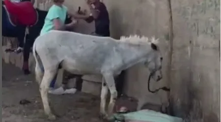 "Valeu a pena". Mulher detida por agredir homem que chicoteava burro