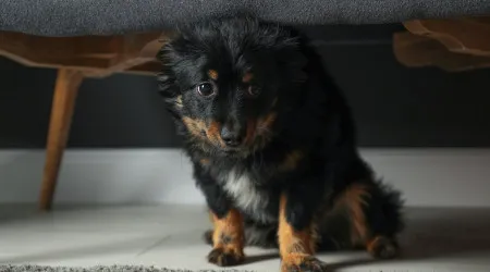 Sim, o seu cão pode estar com stress. Esteja atento a estes sinais