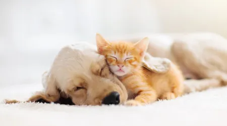 Aprovadas primeiras normas da UE relativas a bem-estar de cães e gatos