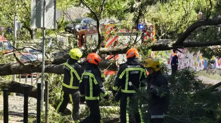Queda de "árvore de grande porte" provoca um ferido em Loures