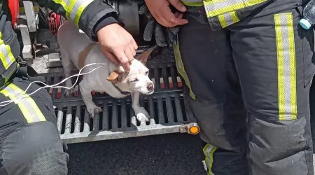 Bombeiros do Seixal resgatam cadela deixada em contentor