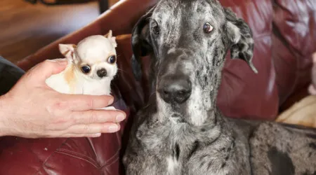 O maior cão do mundo encontrou-se com o mais pequeno. Eis o momento