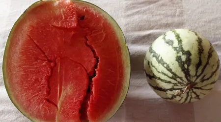 Cortou a melancia e está rachada por dentro? Saiba o que significa