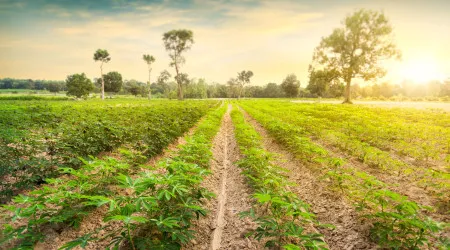 Alimento popular ligado a altos níveis de toxinas, alerta estudo