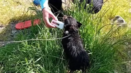 Nove pessoas identificadas por maus-tratos a animais em Moimenta da Beira