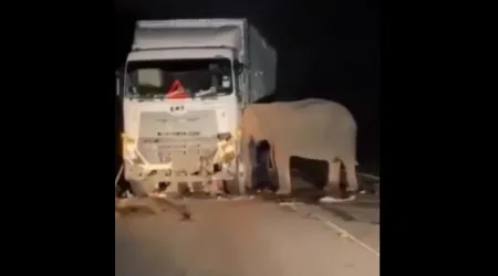 Elefante permanece durante horas junto a camião que atropelou a sua cria