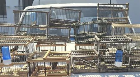 Detido em flagrante por captura ilegal de aves no quintal de casa