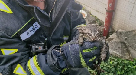 Bombeiros resgatam gatos bebés em Baguim do Monte após alerta de popular