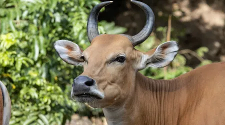 Gado em risco de extinção resgatado com recurso a helicóptero no Camboja