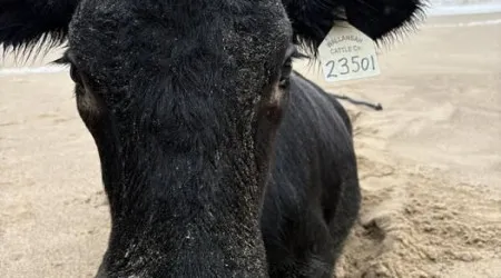 Vaca levada por cheias na Austrália encontrada viva em praia a quase 20km