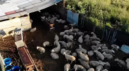 Matavam animais entre ratos mortos e vendiam carne em Espanha