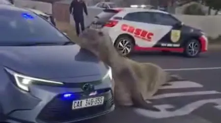 Cidade na África do Sul surpreendida por passeio de elefante-marinho