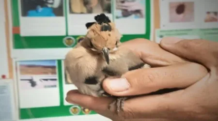 Poupa juvenil e ouriço-terreste foram recolhidos na Covilhã. E há imagens