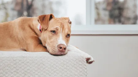 Sabia que os cães podem ter demência? Falámos com um veterinário