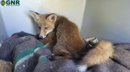Militares da GNR salvam raposa ferida na berma de uma estrada em Bragança