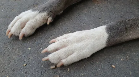 Pitbull que atacou menina em escola foi "sinalizado pelas autoridades"