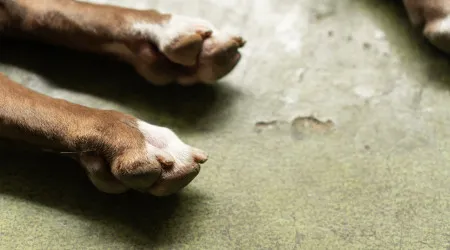 Cão que atacou menina na Feira não foi recolhido. Não tem chip nem vacina