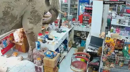 Elefante invade loja e come doces e salgados (durante 10 minutos)