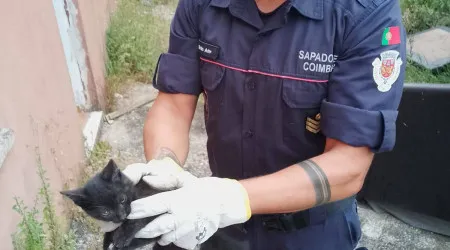 Sapadores de Coimbra resgatam gato bebé preso entre muros. Veja
