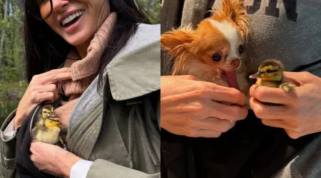 Demi Moore adota novos membros da família... patinhos bebés