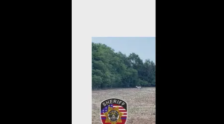 Zebra foragida monitorizada com drone. Polícia pede que "evitem área"