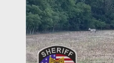 Zebra foragida monitorizada com drone. Polícia pede que "evitem área"