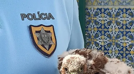 Falcão peneireiro-vulgar resgatado pela PSP em Leiria