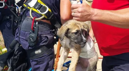 Cão resgatado de uma arriba em Peniche. Não tinha microchip
