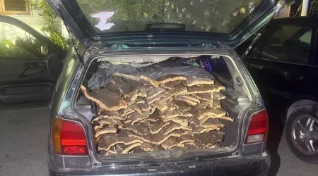 Mulher sem carta apanhada a conduzir carro cheio de cortiça em Setúbal